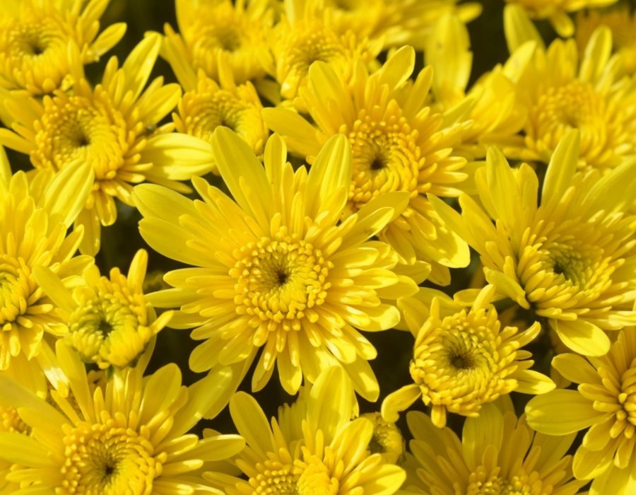 Yellow garden mums