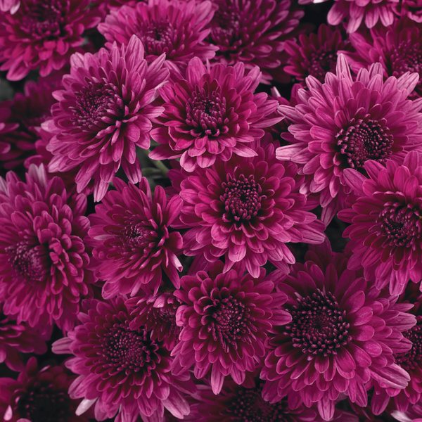 Lavender/Purple garden mum