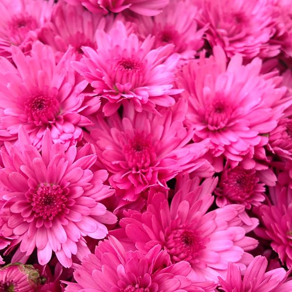 Pink garden mum
