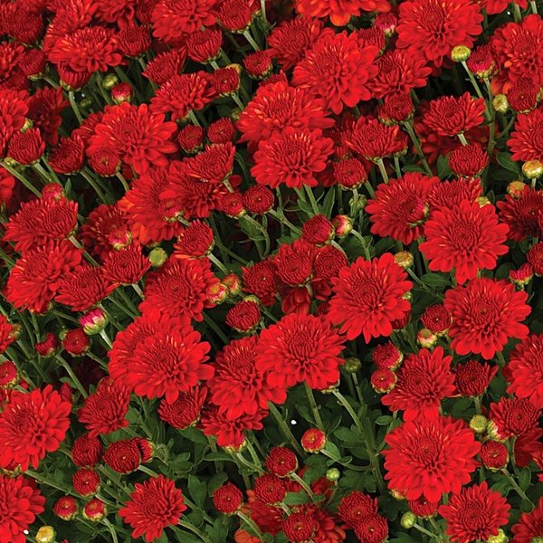 Red garden mum
