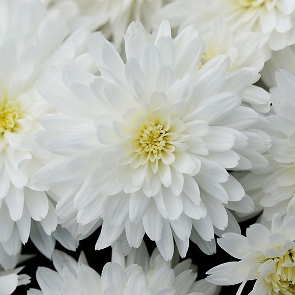 White garden mum