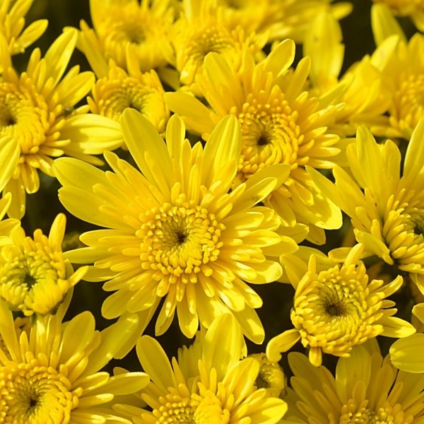 Yellow garden mum