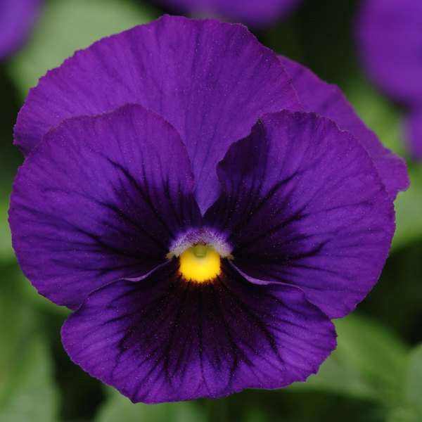 Deep Blue Blotch panola