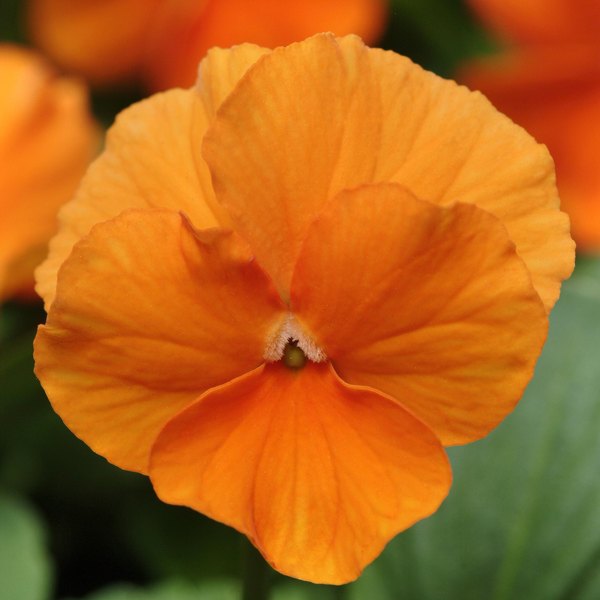 Deep Orange panola
