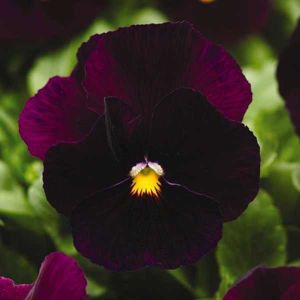 Purple panola
