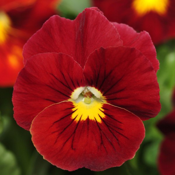 Scarlet panola