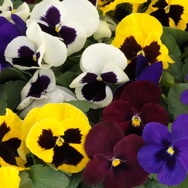 Blotched Mix pansy