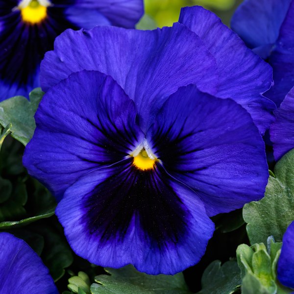 Blue with Blotch pansy