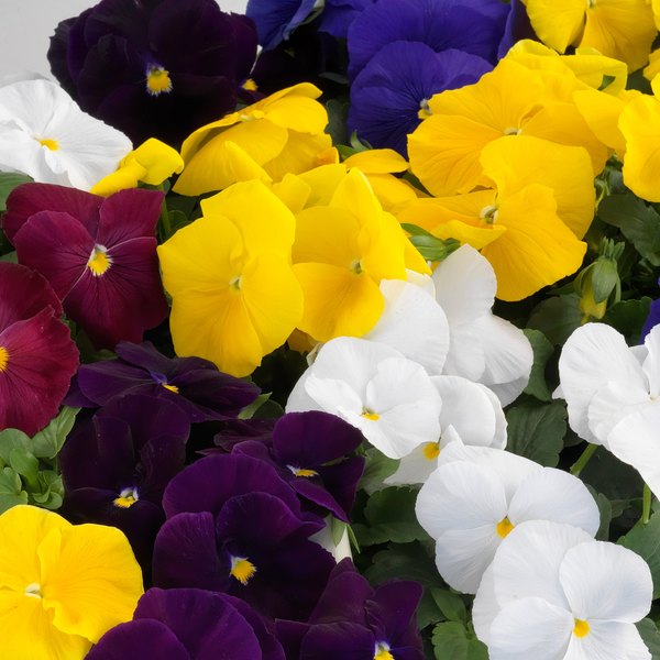 Clear Colors Mix pansy