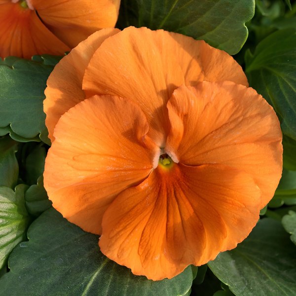 Clear Orange pansy