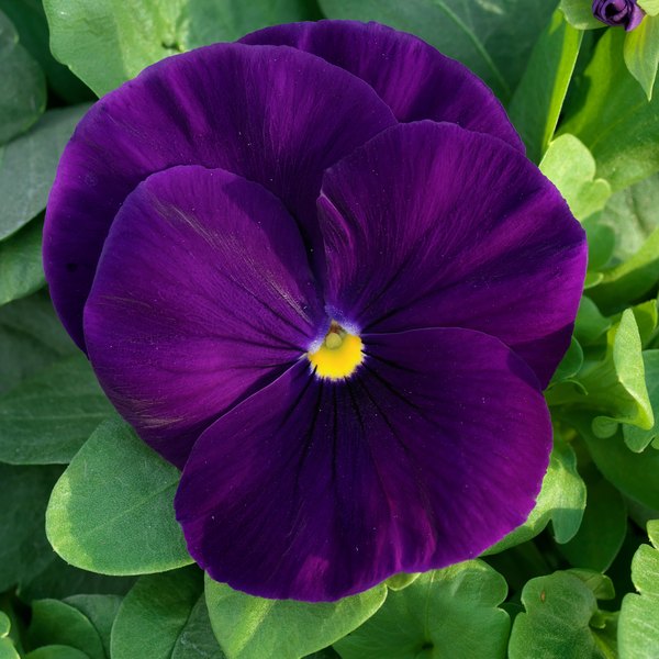 Clear Purple pansy