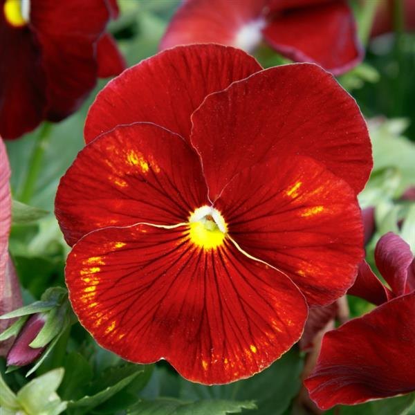 Clear Scarlet pansy