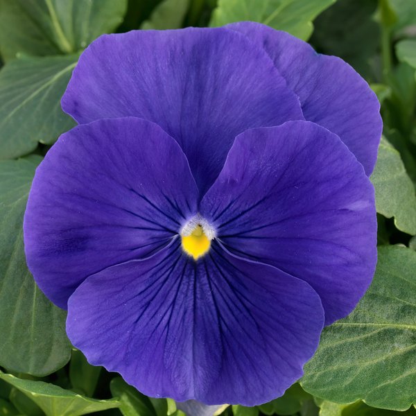 Clear True Blue pansy