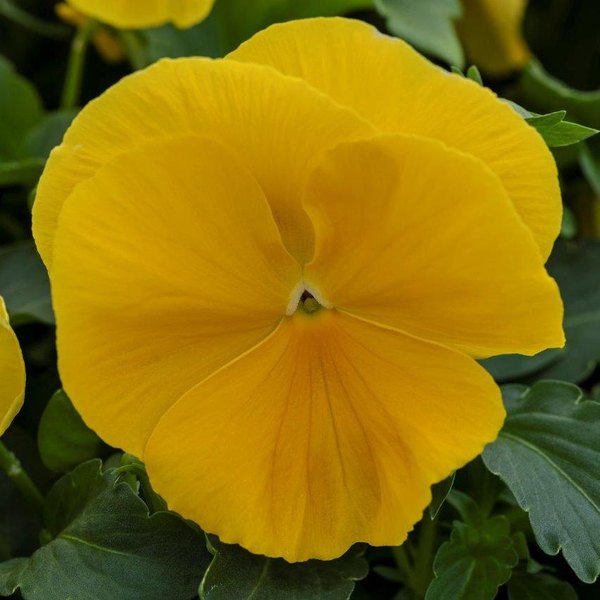 Clear Yellow pansy