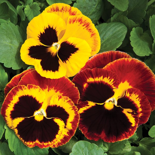 4-inch Pansies