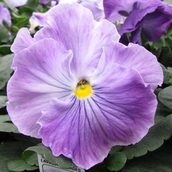 Lavender Shades pansy