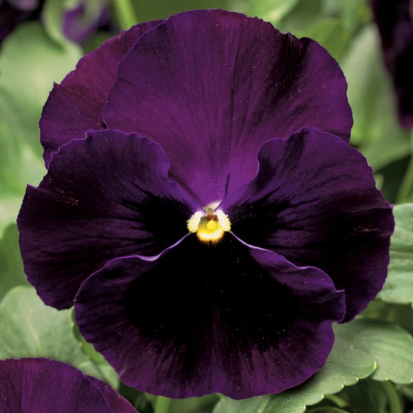 Purple Blotch pansy