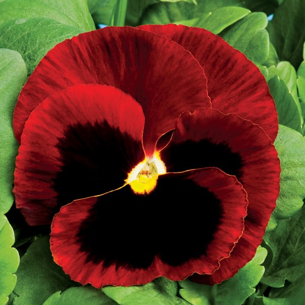 Red with Blotch pansy