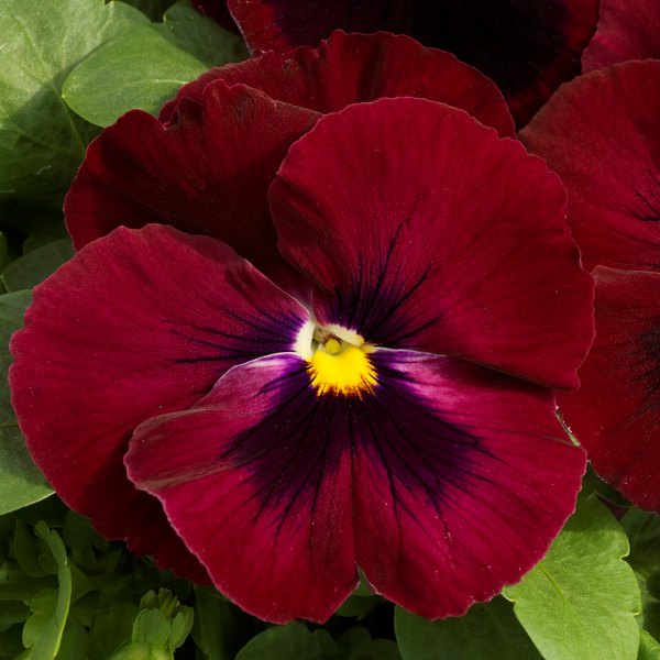 Rose with Blotch pansy