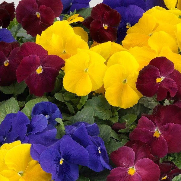 Royalty Mix pansy