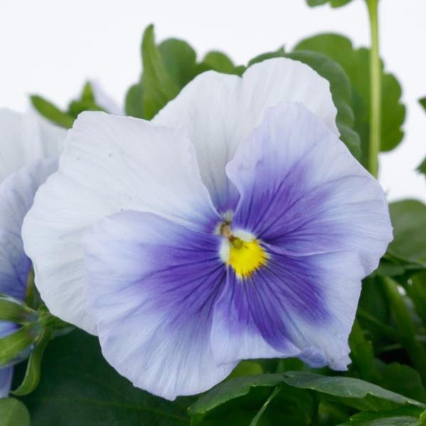 Silvery Blue (Light Blue) pansy