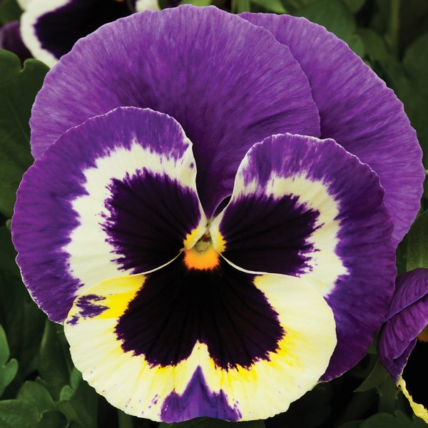 Tricolor pansy
