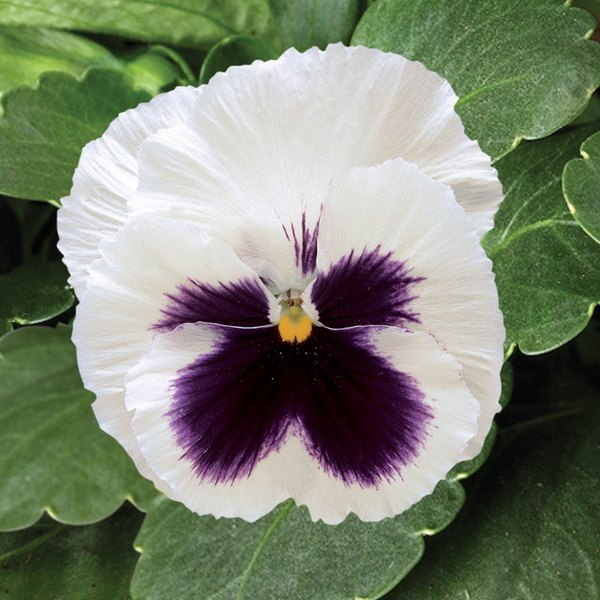 White with Blotch pansy