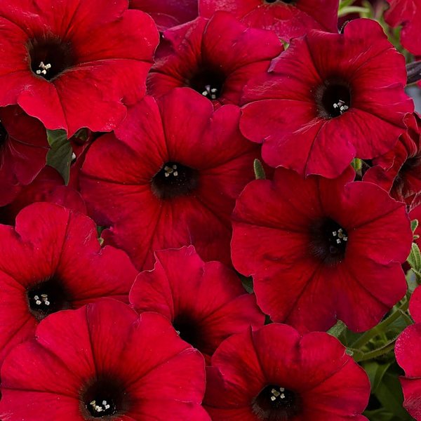 Crimson Red petchoa