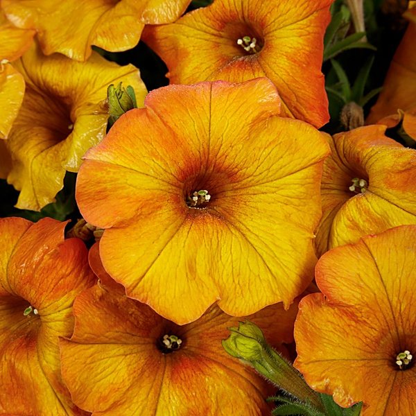 Sunset Orange petchoa