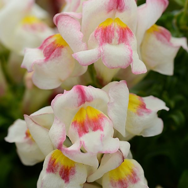 Apple Blossom snapdragon