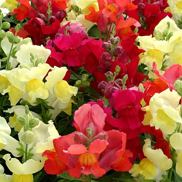 Autumn Mix snapdragon