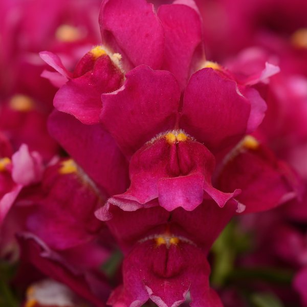 Burgundy snapdragon