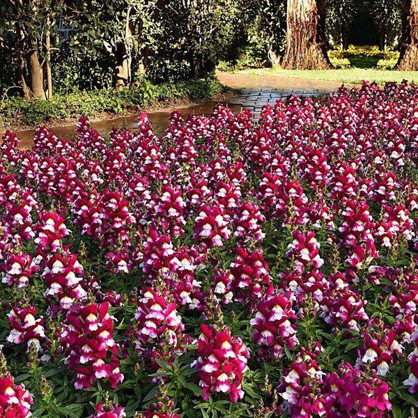 Burgundy Bicolor snapdragon