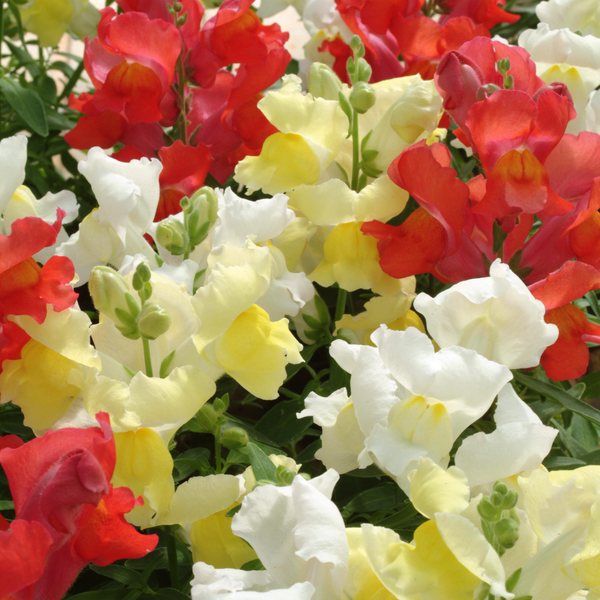 Citrus Mix snapdragon