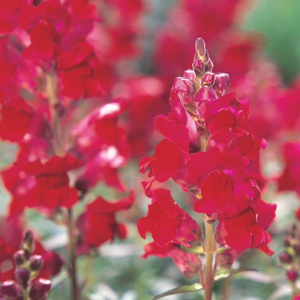 Crimson snapdragon