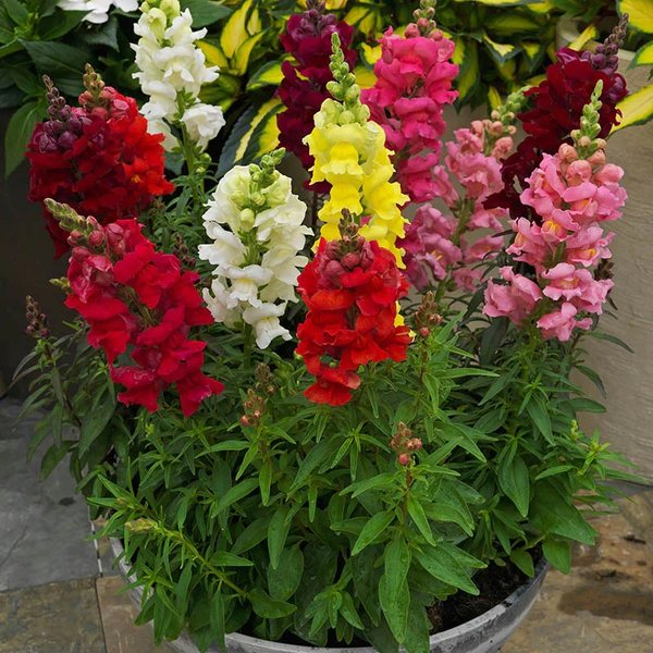 Mix snapdragon