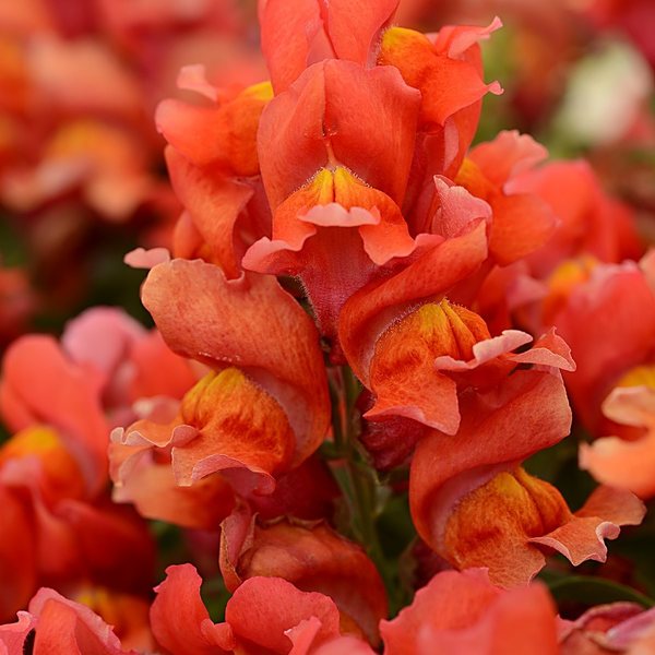 Orange snapdragon