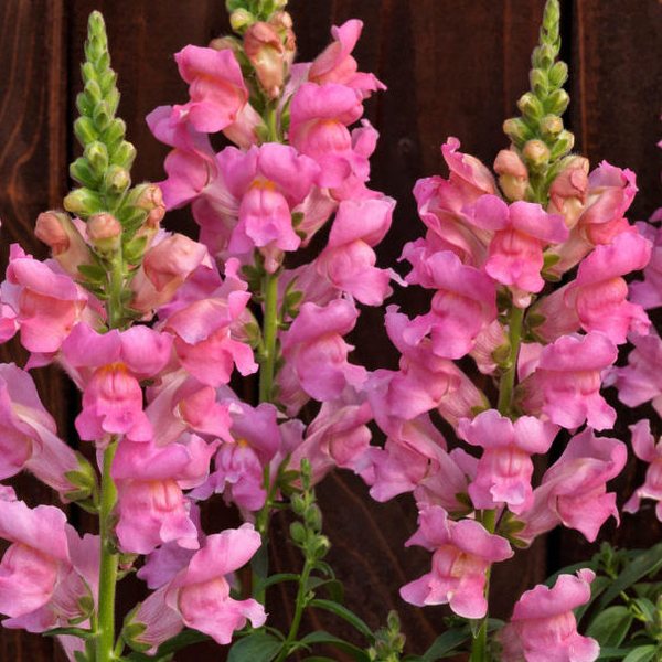 Pink snapdragon
