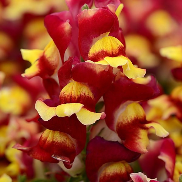 Red Bicolor snapdragon