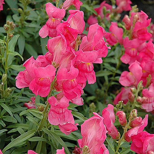 Rose snapdragon