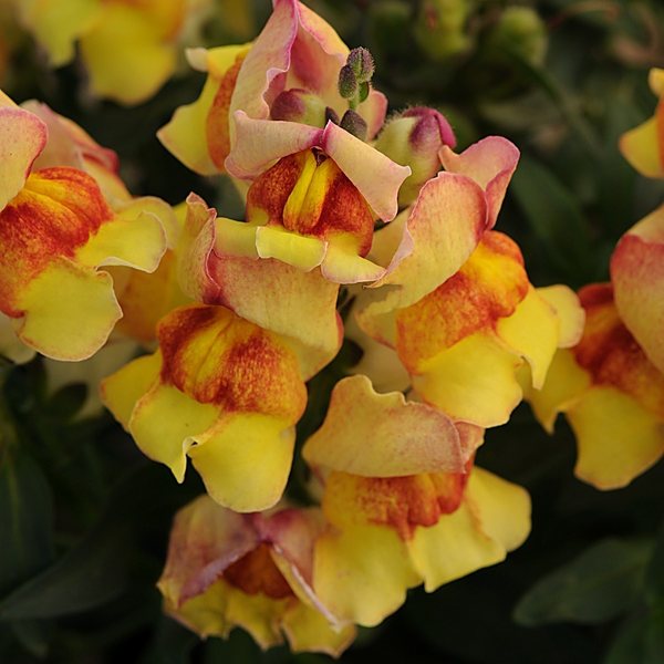 Sunset snapdragon