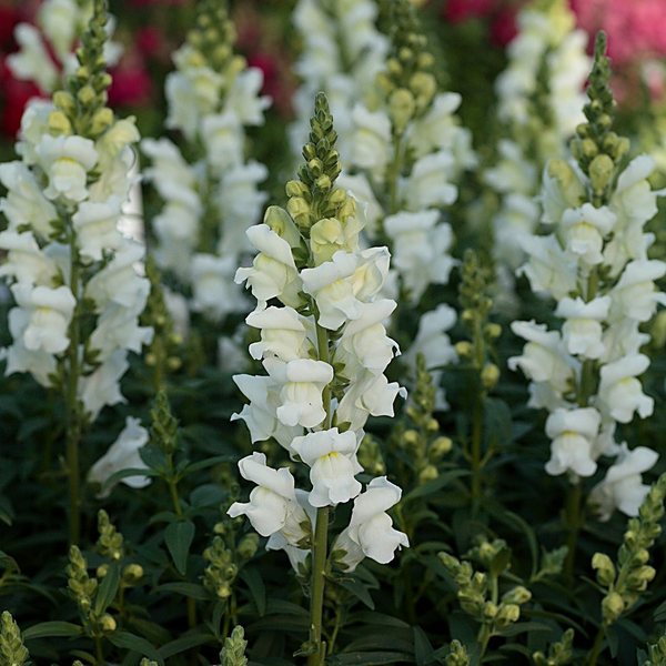 White snapdragon