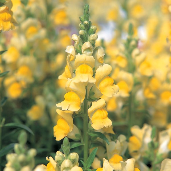 Yellow snapdragon