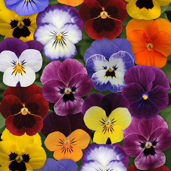 Autumn Select Mix viola