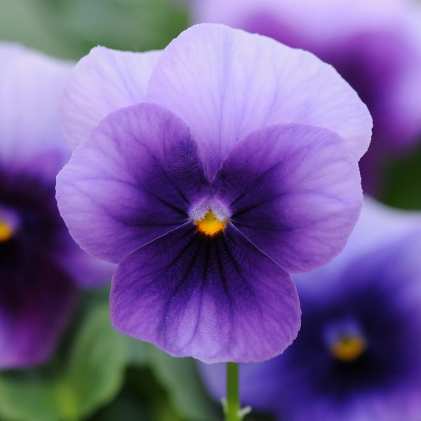 Beaconsfield viola