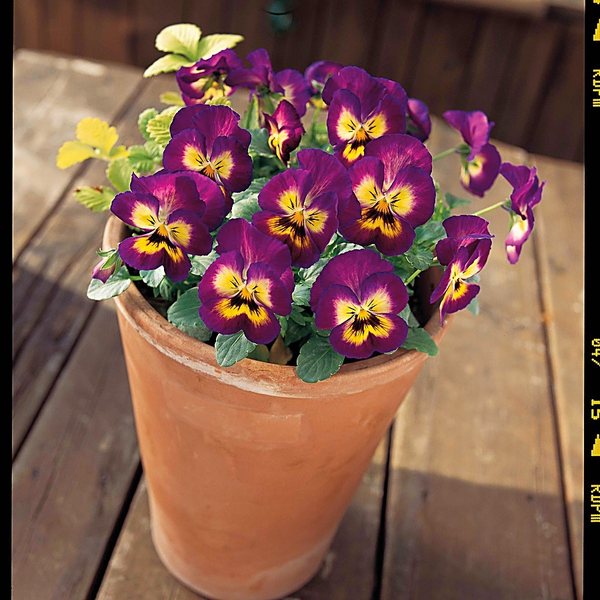 Berry Pie viola