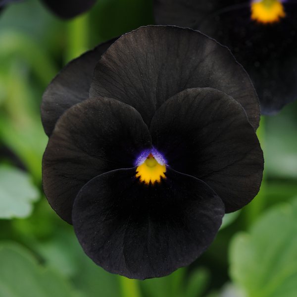 Black Delight viola