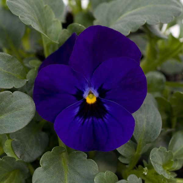 Blue Blotch viola
