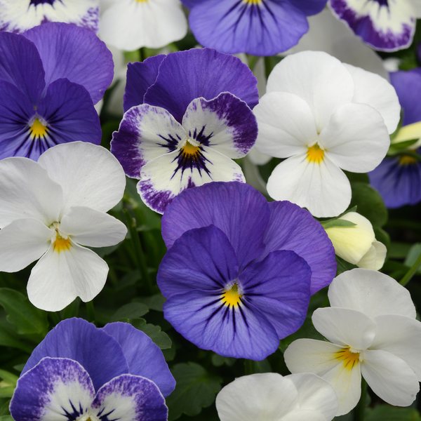Blueberry Sundae Mix viola