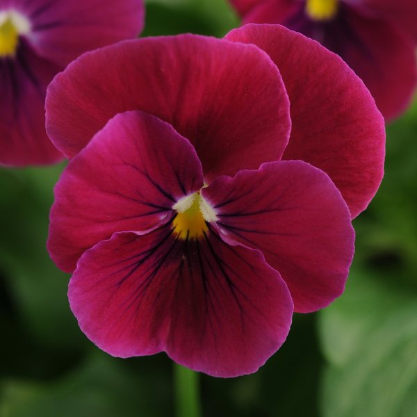 Carmine Rose viola